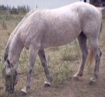 freckles eating grass