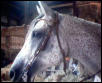 My aqha quarter mare, Freckles