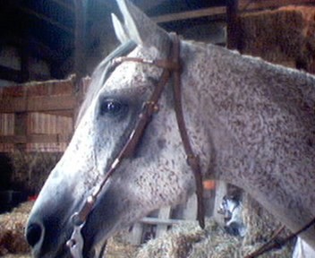 My aqha quarter mare, Freckles