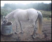 freckles getting a drink