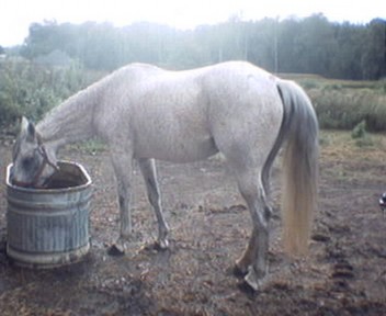 freckles getting a drink