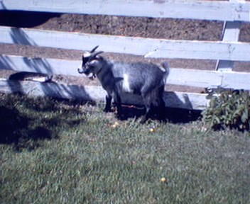 willie the goat