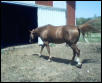 nice qh gelding