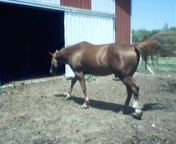 nice qh gelding