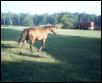 pony on the loose!!