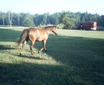 pony on the loose!!