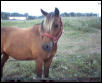a very cute pony pic
