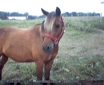 a very cute pony pic