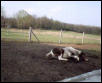 stormy rolling after a bath