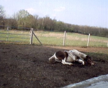 stormy rolling after a bath