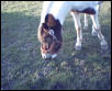 stormy grazing in the field