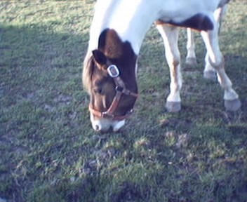 stormy grazing in the field