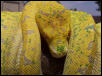 Lemon x Lemon yearling