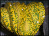 Original Lemon Founder