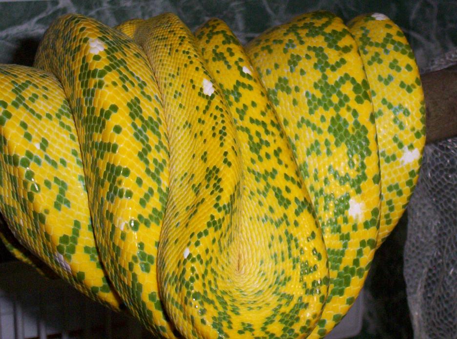 Original Lemon Founder