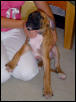 sadie 1