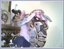 BOA BALL