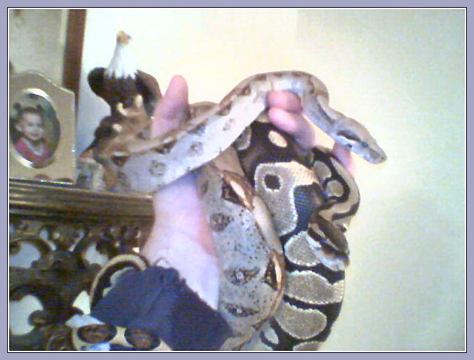 BOA BALL