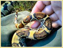YELLOW TAIL BOA