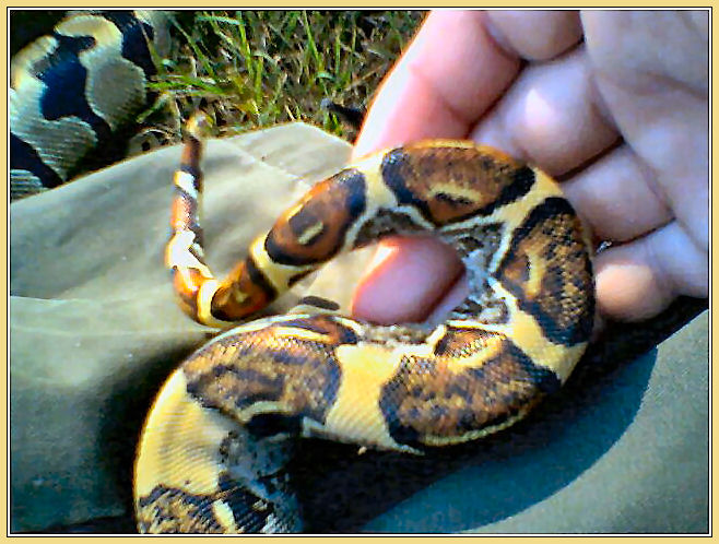 YELLOW TAIL BOA