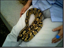 PIAZON THE BALL PYTHON
