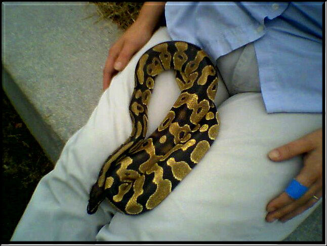 PIAZON THE BALL PYTHON