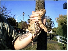 PINKY THE BOA