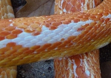 White patches on amel corn