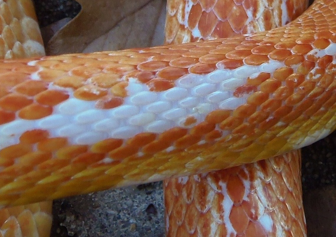White patches on amel corn