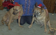 Xmas Portrait