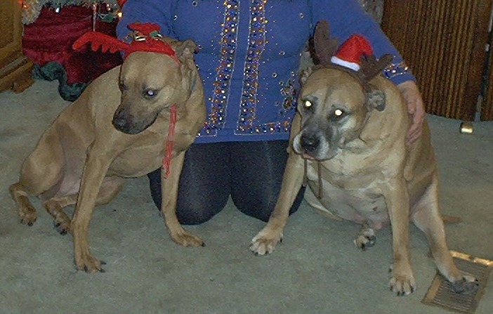 Xmas Portrait