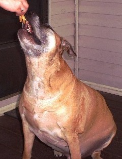 Rico likes junk food too much.