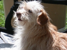 Stella Senior Rescue