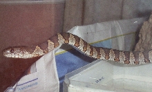 nwatersnake1