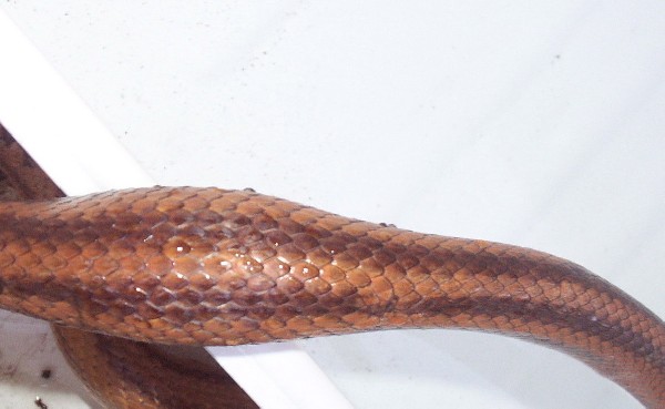 kingsnake.com photo gallery > Snakes > snake lump