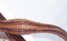 snake lump