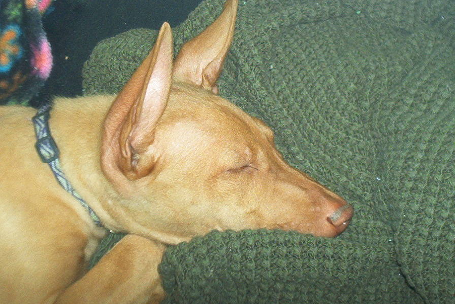 Gettin' Some Shuteye