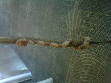 walking stick