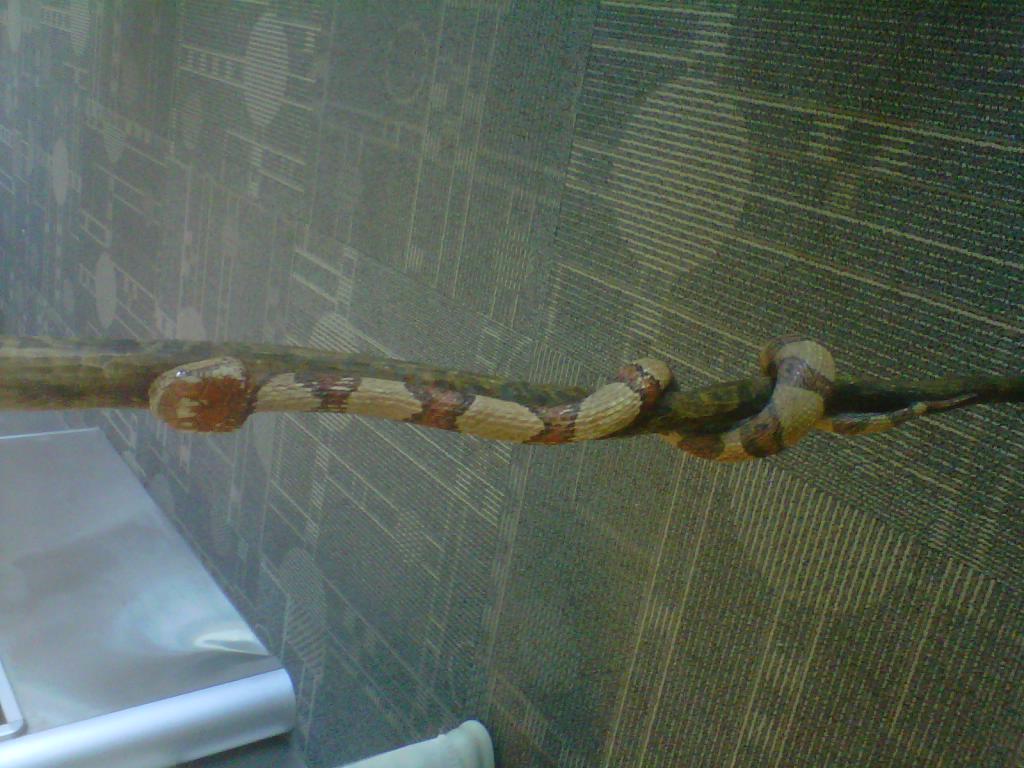 walking stick