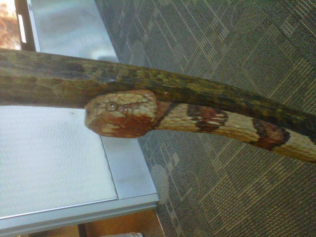 walking stick 2