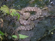 sipedon2