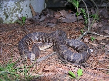 sipedon