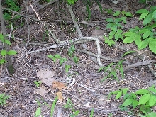 horridus habitat