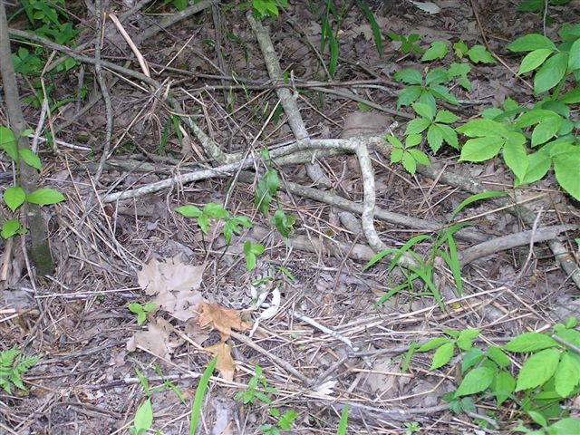 horridus habitat