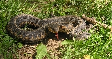 Me with Large e. gartersnake