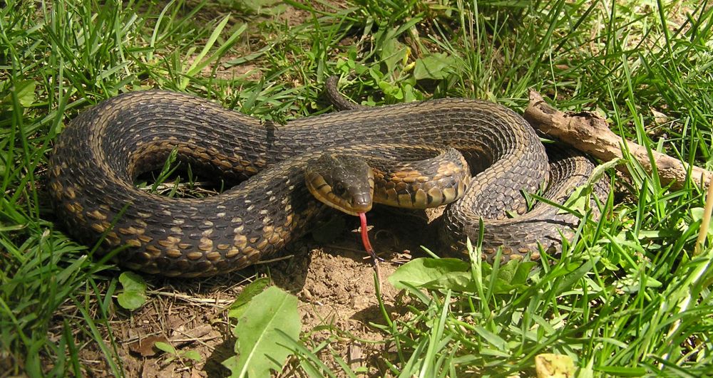 Me with Large e. gartersnake