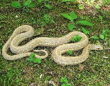 Albino Radix