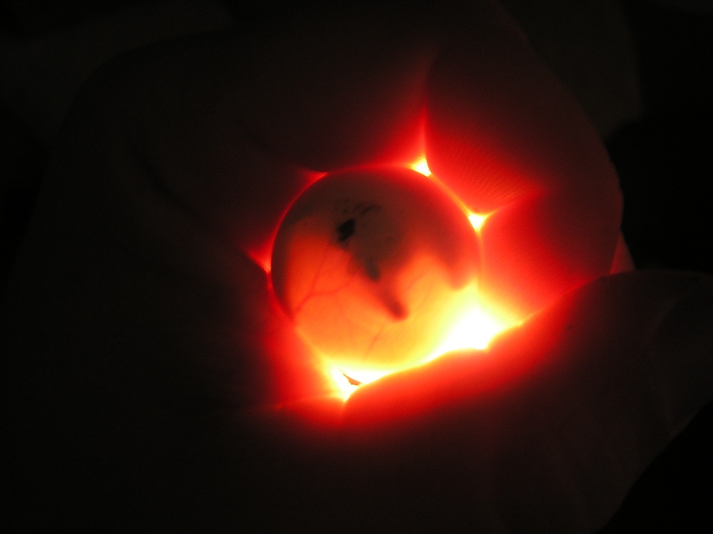 Candled Softshell egg