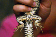 ornate uromastyx