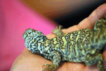 ornate uromastyx